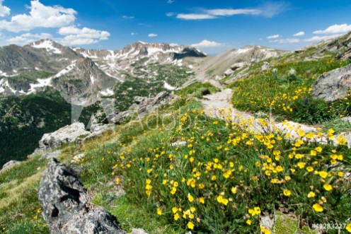 Picture of Hiking Trail Through Flowers of Colorado Mountains